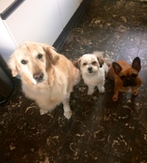 honden foto van tonnie