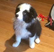 honden foto van Will & Fin