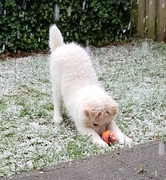 honden foto van Anne + Joy & Appa