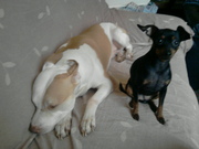 honden foto van jessica