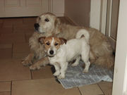 honden foto van Anette 