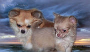 honden foto van katrien