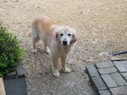 honden foto van Brent