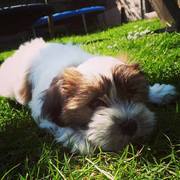 honden foto van Karen