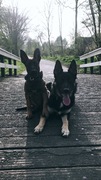 honden foto honden foto van doron