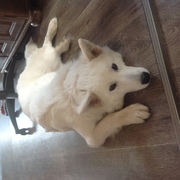 honden foto van Anneke Belle