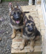 honden foto van alwine