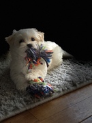 honden foto van monique