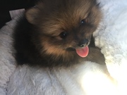 honden foto honden foto van joy