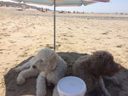 honden foto van pegie