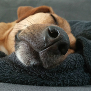 honden foto van Josina Steenbeek