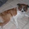 honden foto van Anouk