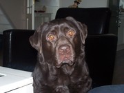 honden foto van Cynthjuh11
