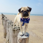 honden foto honden foto van Bandito