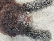 honden foto van Balousbaasje