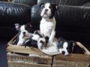 honden foto van Suzan Schepers