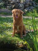 honden foto van michelle schuengel