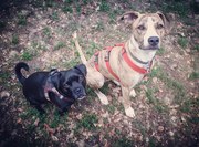 honden foto honden foto van Moobje