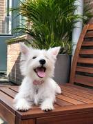 honden foto honden foto van Mitch