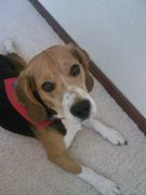 honden foto honden foto van Rakker