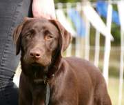 honden foto van Glenn 