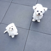honden foto van Dusty en Rosy