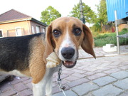 honden foto van Corrina  & Bailey