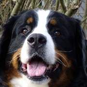 honden foto van @NIT@