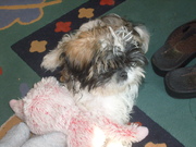 honden foto van lola