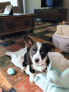 honden foto van Guusje & Snoop