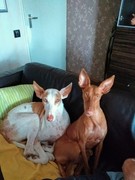 honden foto honden foto van Donna, baasje van Reina en Pedro