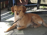 honden foto van roland