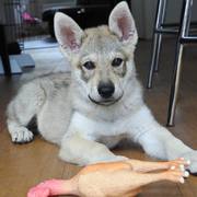 honden foto van Loes