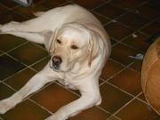 honden foto van baasje van toby