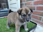 honden foto van Elise