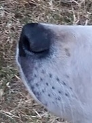 honden foto van blitz