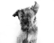honden foto honden foto van Roos