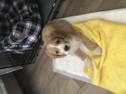 honden foto van veerle