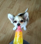 honden foto van Jolinda-kenzo