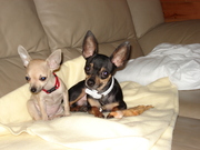 honden foto van Tine