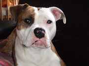 honden foto honden foto van Lianne