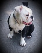 honden foto van Nova