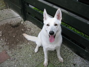 honden foto van Debby