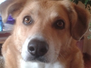 honden foto van Trix