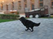 honden foto van Evelynn