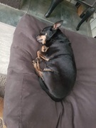 honden foto van Monica 