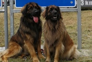honden foto van Natascha- Loebas en Molly