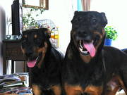 honden foto van ---