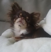 honden foto honden foto van Evy