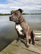 honden foto van 170417